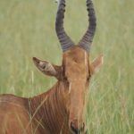6-Day Uganda Chimpanzee & Wildlife Safari (4)