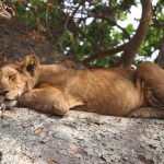 6-Day Uganda Gorilla & Wildlife Safari