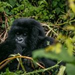 6-Day Uganda Gorilla & Wildlife Safari (3)