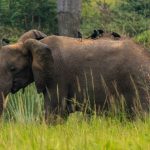 9-Day Uganda Safari Itinerary (2)