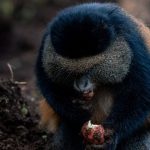 9-Day Uganda Safari Itinerary (3)