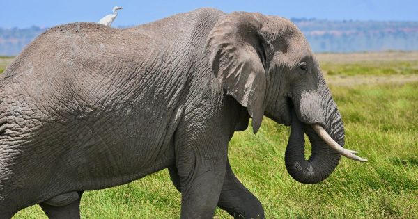 Amboseli Safari