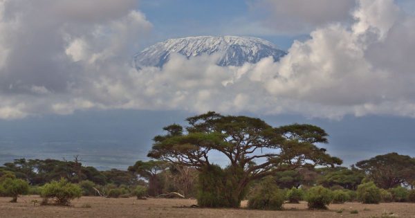 Amboseli Safari