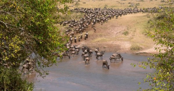 best national parks for a Kenya safari
