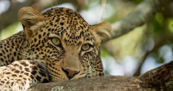 Best Time to Visit Tanzania for Safari