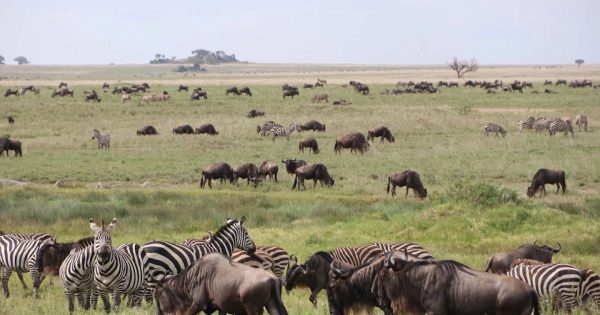 Best Time to Visit Tanzania for Safari