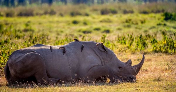 Lake Nakuru Safari Packages