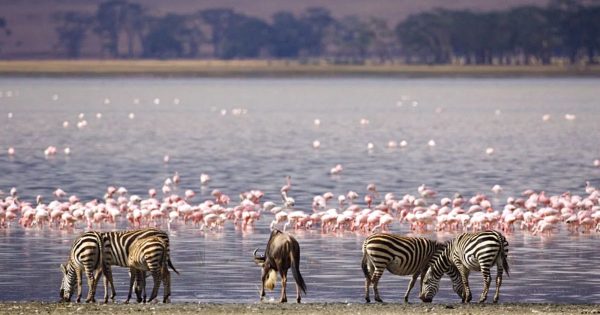 Lake Nakuru Safari Packages