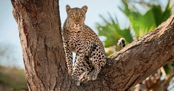 Private Safari Packages in Tanzania
