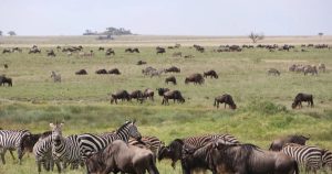 Safari Tour Operators in Kenya