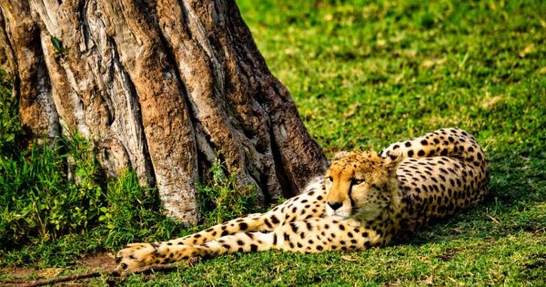 Tanzania Safari Itinerary