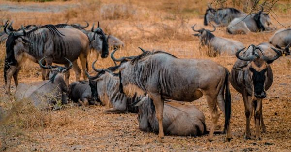 Tanzania Safari Itinerary