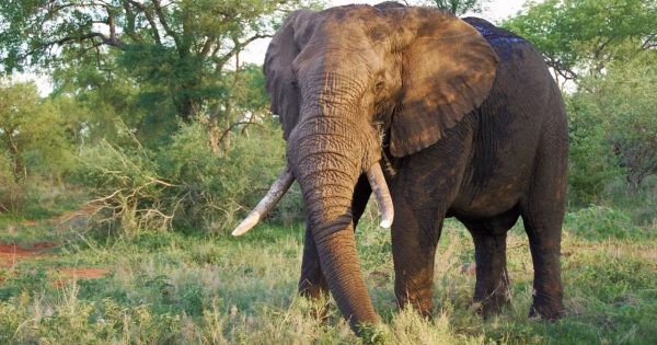 Tsavo Safari Packages
