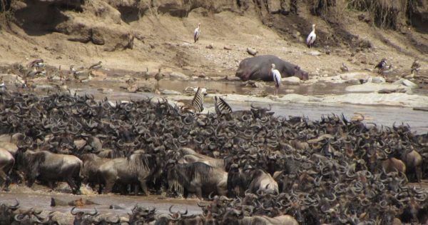 Wildebeest Migration 2027