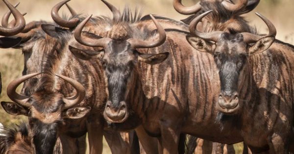 Wildebeest Migration 2027